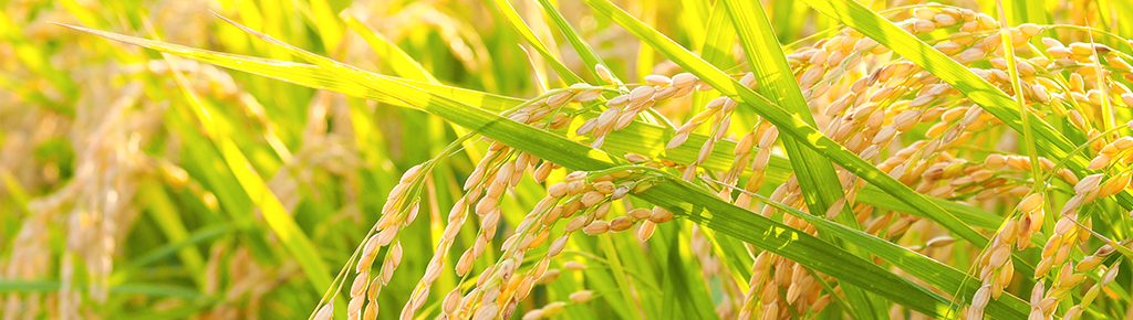 栃尾産コシヒカリを中心とする米穀販売を行っています。